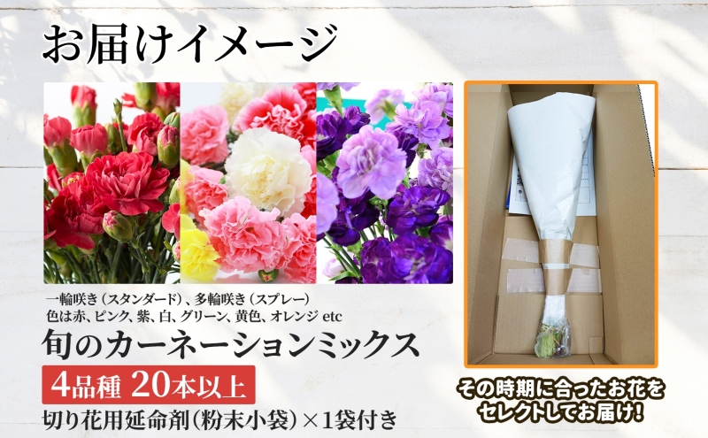 ［2026年7月お届け］旬のカーネーションミックス　4品種20本保証