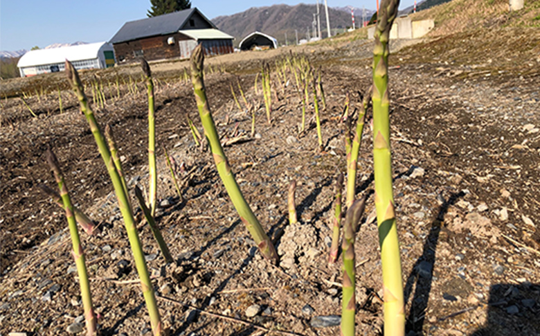 【先行受付】グリーンアスパラ（Lサイズ1kg）【令和8年5月中旬～6月中旬発送】【1201502】