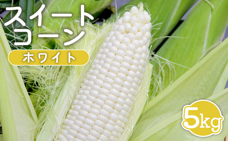 【先行受付】 スイートコーン（ホワイト）5kg【令和8年8月1日頃～15日頃発送】【1201901】