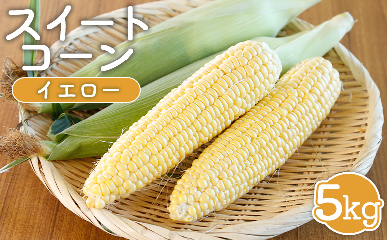 【先行受付】 スイートコーン（イエロー）5kg【令和8年8月1日頃～31日頃発送】【1202001】
