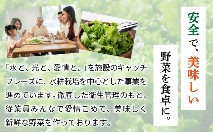 水と光と愛情で育ったレタス詰め合わせ 8袋入 | リボンレタス フリルレタス
