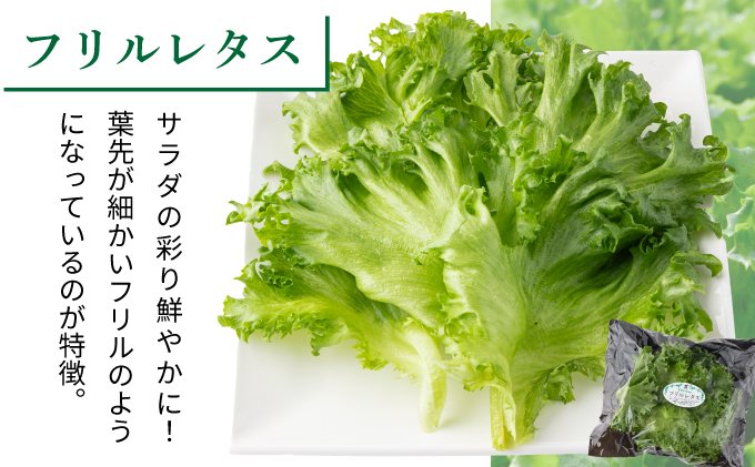 水と光と愛情で育ったレタス詰め合わせ 8袋入 | リボンレタス フリルレタス