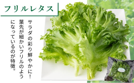 水と光と愛情で育ったレタス詰め合わせ 8袋入 | リボンレタス フリルレタス