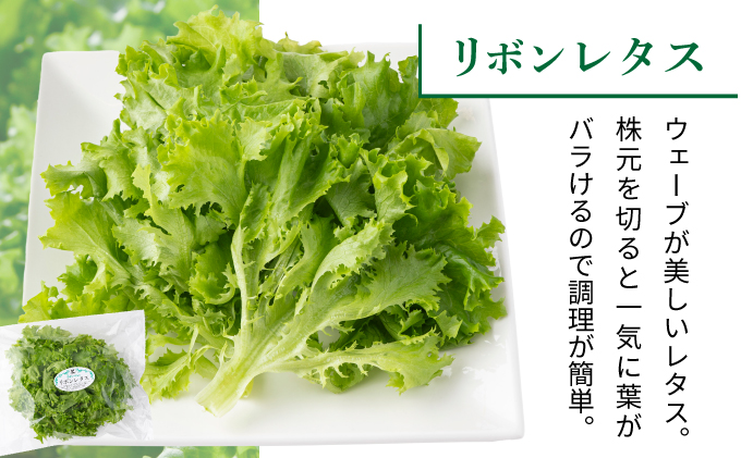 水と光と愛情で育ったレタス詰め合わせ 8袋入 | リボンレタス フリルレタス