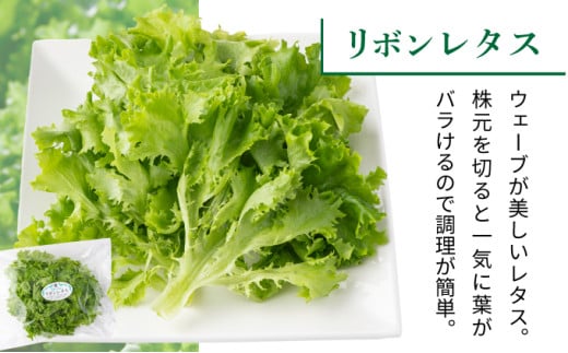 水と光と愛情で育ったレタス詰め合わせ 8袋入 | リボンレタス フリルレタス