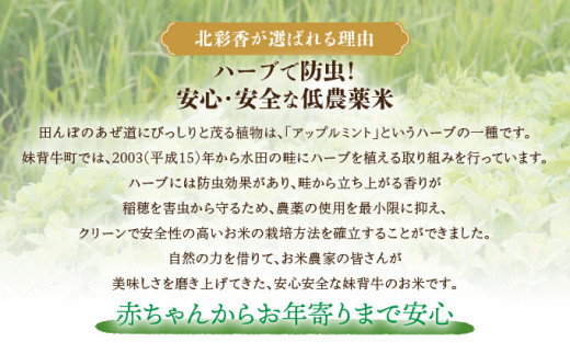 令和7年産 妹背牛産新米【北彩香（ゆめぴりか）】玄米10kg 2026年8月発送 一括　令和8年8月発送