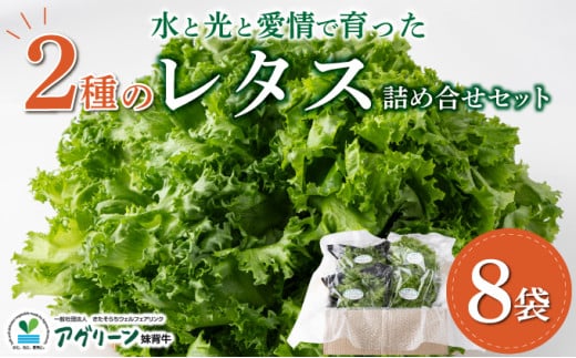 水と光と愛情で育ったレタス詰め合わせ 8袋入 | リボンレタス フリルレタス