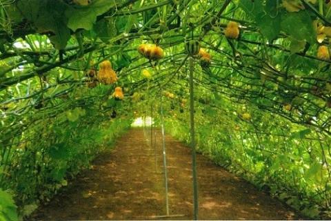 ハロウィン用おもちゃかぼちゃ