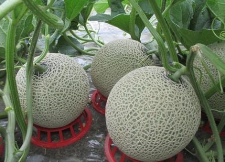 【受付中】令和7年産 赤肉メロン2玉