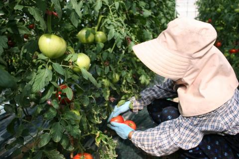 あかずきんちゃん 180ml×12本 朝もぎ完熟トマトジュース