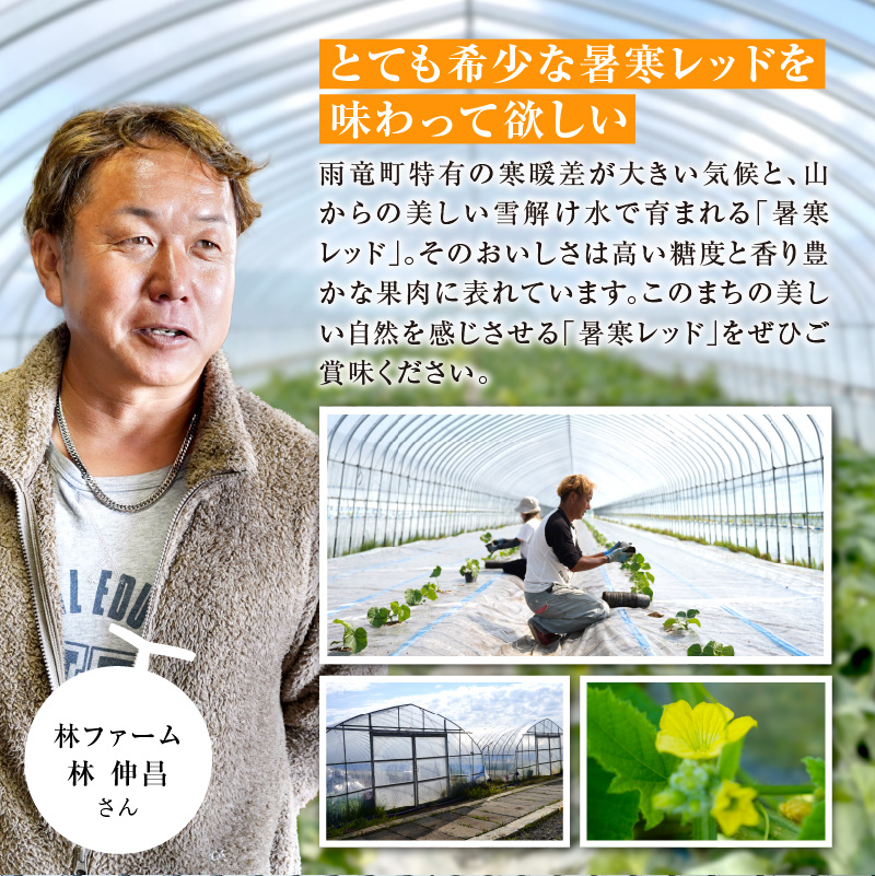 【令和8年産先行予約】北海道メロン 暑寒レッド 1玉 (1.6kg以上×1箱)《2026年9月より発送予定》