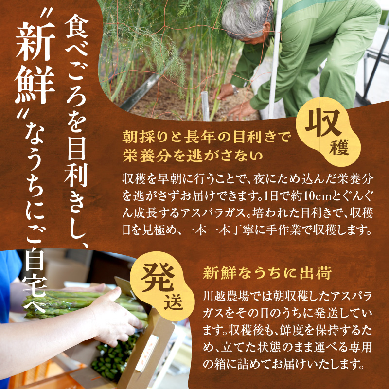 【先行受付】令和8年産 朝採りグリーンアスパラ 2kg＜ 川越農場 ＞野菜 春 夏 北海道アスパラ 雨竜町産 パスタ サラダ スープ 旬 やわ旨