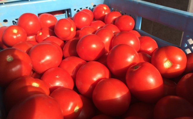 トマトジュース（有塩缶）　30缶 n-0008