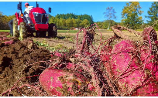 TVで紹介！干し芋 紅はるか・シルクスイート（各100g×3袋 計