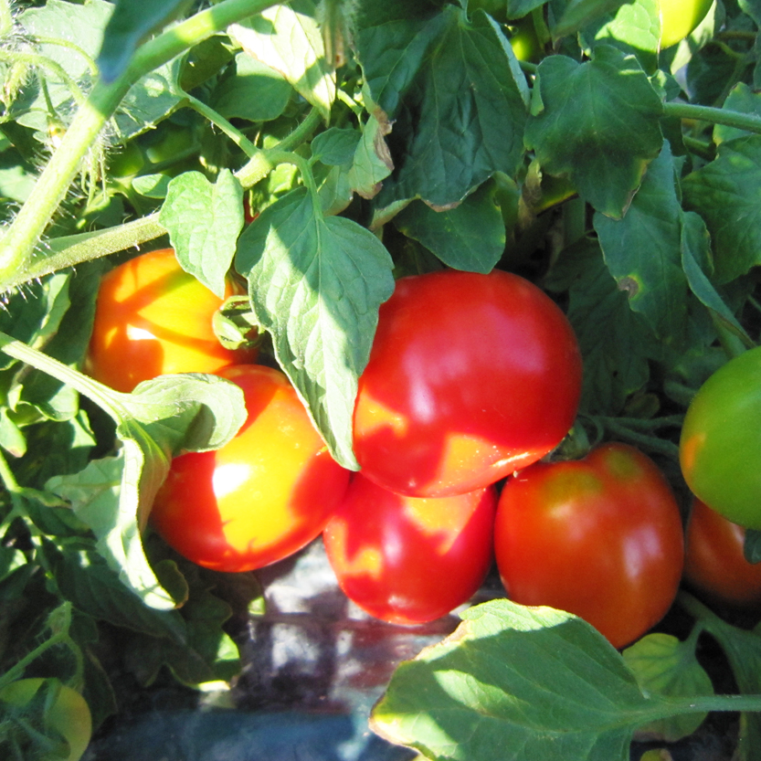 完熟トマトジュースお試しセットB（加塩缶6本）保存料 無