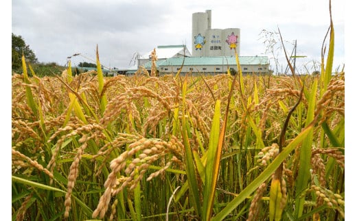 【先行予約】令和7年産 特Aランク米 ななつぼし 精米 2kg（2k