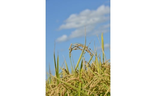 A241 【令和7年産】 ゆめぴりか （ 玄米 ） 栽培期間中農薬化学肥料不使用 5kg たかすタロファーム 北海道 鷹栖町 米 コメ こめ ご飯 お米