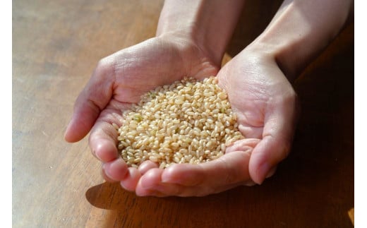 A274冷凍玄米海苔巻きおむすび(25個入） 北海道 鷹栖町 たかすのおむすび ゆめぴりか 玄米 おむすび 冷凍