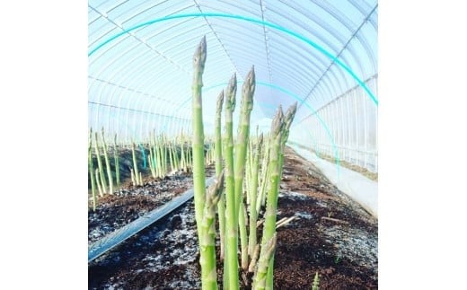 A133 【先行予約】春限定お届け!太いほど甘い【北海道産 春のアスパラガス】 約1kg 2L-3L（予約受付中）北海道 鷹栖町 原崎農園
