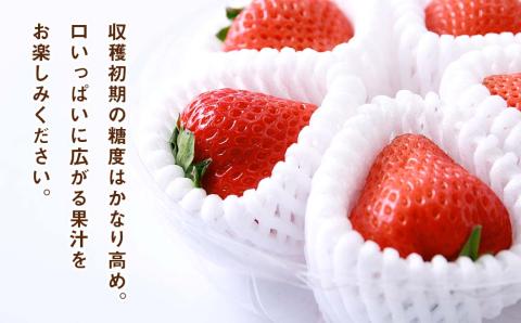 2026年産 先行予約【夏イチゴ】奇跡のひと粒「夏瑞」2パックセット 果物 フルーツ 苺 いちご 国産 北海道産