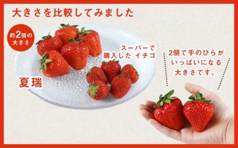 2026年産 先行予約【夏イチゴ】奇跡のひと粒「夏瑞」4パックセット 果物 フルーツ 苺 いちご 国産 北海道産