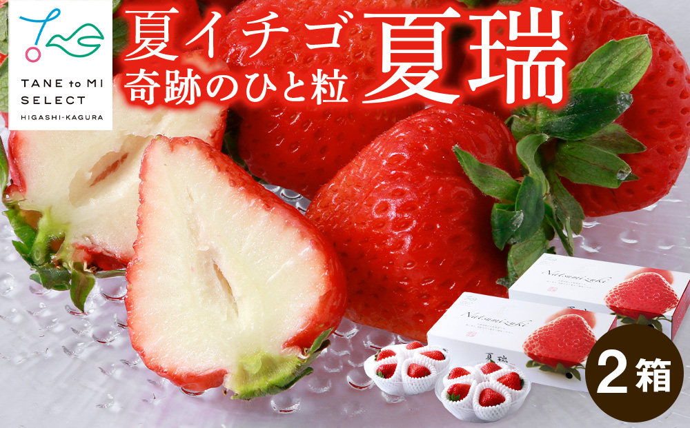 2026年産 先行予約【夏イチゴ】奇跡のひと粒「夏瑞」4パックセット 果物 フルーツ 苺 いちご 国産 北海道産