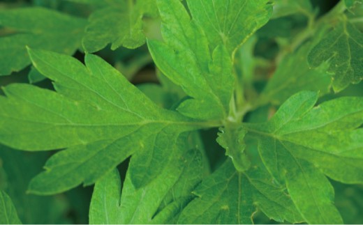 SHIRO ヨモギフェイスクリーム 50g センシティブ 保湿 北海道 愛別町