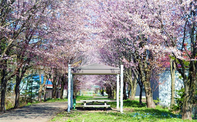 愛別町への寄附 500,000円 （返礼品はありません）