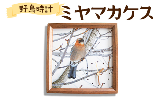 おしゃれ 掛け時計 野鳥時計 【ミヤマカケス】【G14106】