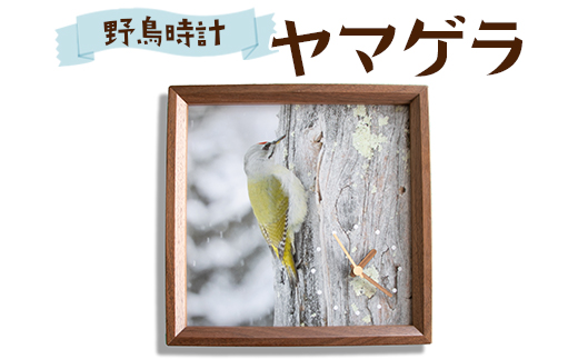 おしゃれ 掛け時計 野鳥時計 【ヤマゲラ】【G15107】
