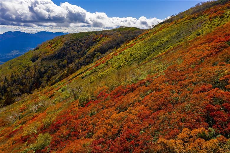 北海道上川町ＡＮＡトラベラーズダイナミックパッケージ割引クーポン15,000点分