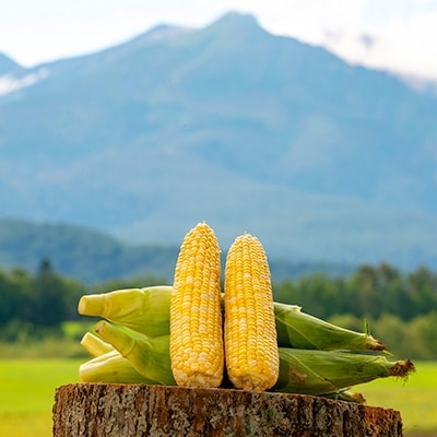 2025年度産　「頑固オヤジのパンチコーン」5~6本【配送不可地域：離島】