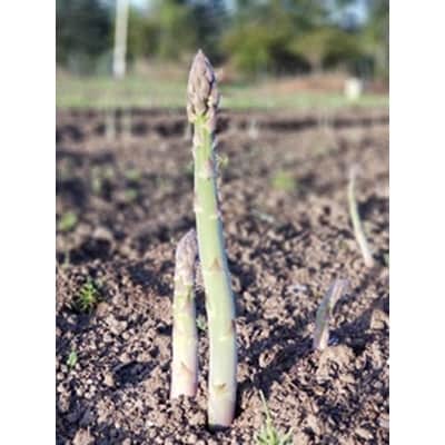 獲れたて大雪高原グリーンアスパラ 1kg【1709】【配送不可地域：離島】