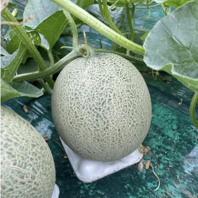 北海道上川町　岸田農園「極みメロン」　一株オーナー　【212】