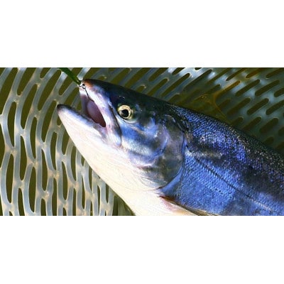 北海道大雪サーモン粕汁～大雪山の恵みをまるごと味わう一杯～[250g×1パック]