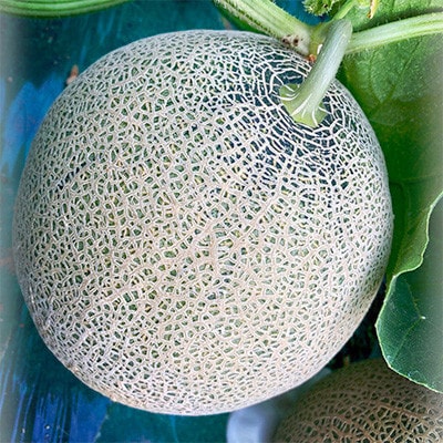 【訳あり】家庭用2025年夏発送　岸田農園産青肉メロン2玉(1玉1.8kg)30セット限定
