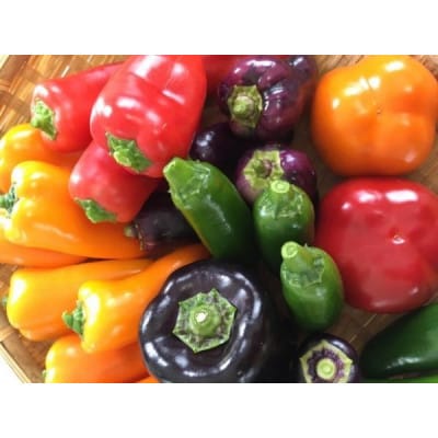 【発送月固定定期便】『旬なお野菜をお届け!』約10種類お野菜詰め合わせセットをお届けします!全2回【配送不可地域：離島】