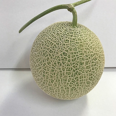 【訳あり】家庭用2025年夏発送　岸田農園産青肉メロン2玉(1玉1.8kg)30セット限定