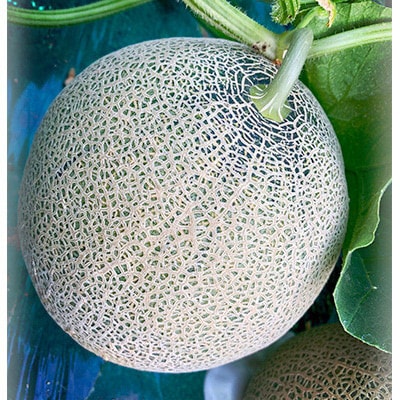 【2026年夏発送】岸田農園産北海道メロン 赤肉メロン4玉(1玉2.0kg)30セット限定