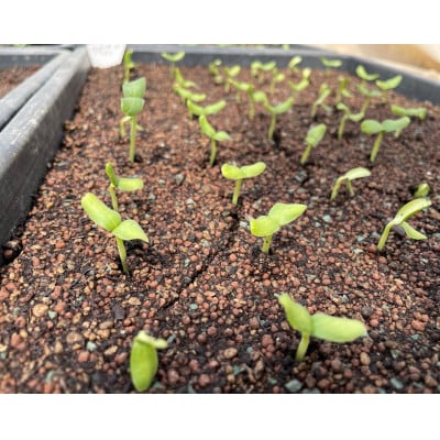 北海道上川町　岸田農園「極みメロン」　一株オーナー　【212】