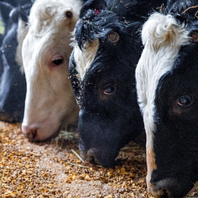 大雪高原牛100%ハンバーグ冷凍 男前な超粗挽き200g【3個】発酵の力で旨み凝縮ガクヤバーガー監修【配送不可地域：離島】