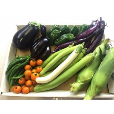 【発送月固定定期便】『旬なお野菜をお届け!』約10種類お野菜詰め合わせセットをお届けします!全2回【配送不可地域：離島】