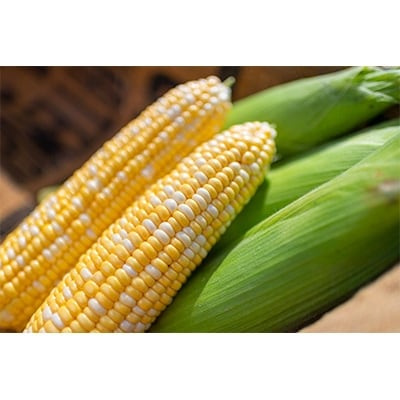 2025年度産　「頑固オヤジのパンチコーン」5~6本【配送不可地域：離島】