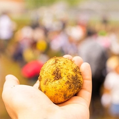 【発送月固定定期便】北海道産じゃがいも　北あかり約10kg(岸田農園産)全2回