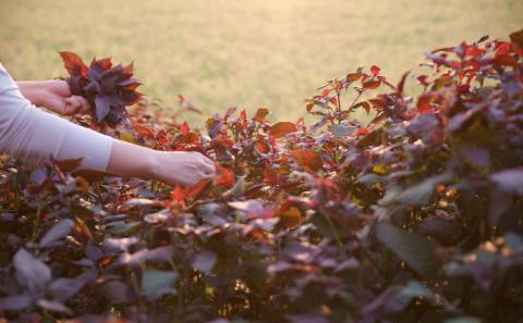 紫蘇ジュース（210ｍl×15本）