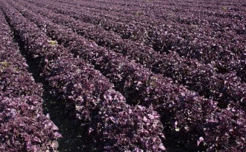 紫蘇シロップ（720ｍl×1本）