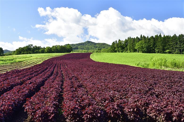 紫蘇シロップ（720ｍl×1本）