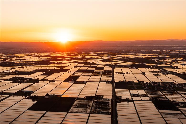 紫蘇シロップ（720ｍl×1本）