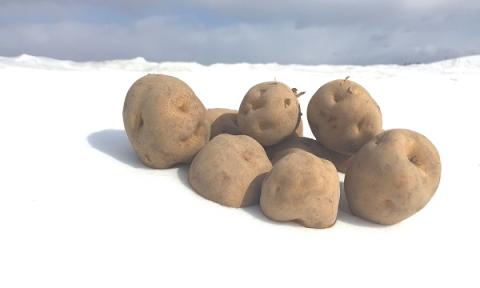 美瑛選果　美瑛町産雪室馬鈴薯 ５ｋｇ(混玉)[010-182]