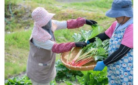 Ｈａｎａ　ｌａ　ｍｏｍ　ビエイブルージャムと野菜ジャム３本セット[011-38]